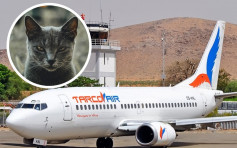 流浪貓闖駕駛艙襲機師 蘇丹客機緊急降落幸無傷亡