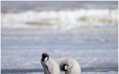 【生態災難】南極冰層消失 數千帝皇企鵝BB溺斃