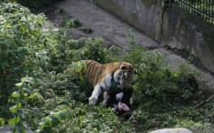俄動物園猛虎突襲女餵飼員 遊客擲石救一命