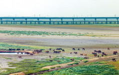 鄱陽湖濕地遊客飛車毀生態變草原 南方旱情嚴重水位降至新低