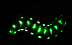 四川發現巨型螢火蟲 身上掛30多盞「小燈」　