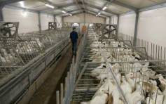 本港禁止进口法国曼恩与卢瓦尔省禽产品