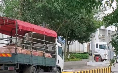 【非洲豬瘟】上水屠房恢復運作 中港牌貨車運送活豬