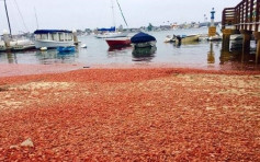 小龙虾入侵加州海滩　内地网民：组团去吃啦