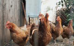 日本禽流感蔓延 兵庫縣養雞場14萬隻雞將被撲殺