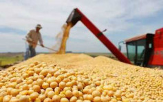 【中美贸易战】美媒指中国拟将早前购大豆囤积作国家储备