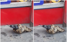 倫敦街頭驚現「蛇纏鴿」 愛協懷疑巨蠎被蓄意遺棄