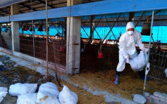 台湾屏东养鸡场确诊H5N5禽流感 扑杀逾万鸡只