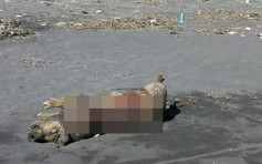 宜兰沙滩惊现猪尸 防疫所排除非洲猪瘟