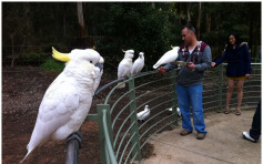 澳洲維多利亞國家公園禁餵鸚鵡 違者罰8500明年實施