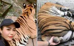 泰國女遊客動物園伸手玩弄老虎生殖器挨批