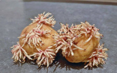 【維港會】網民分享「爆芽薯仔花」相 食安中心凌晨留言：嚇到個心離一離