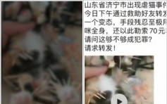 山东大学生用牙签虐猫 拍片威胁义工：给我70元免猫一死