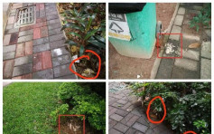 米飯滲毒藥散布各處  廣州屋苑近30貓狗遭毒死