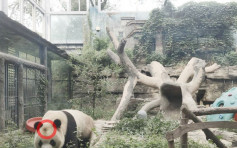 熊貓禿頭惹熱議 北京動物園解釋經常翻滾所致