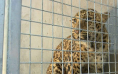 杭州动物园隐瞒走失金钱豹 6工作人员判囚获缓刑