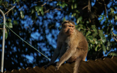 研究:猴子染新冠肺炎 28天后现抗体短期免疫