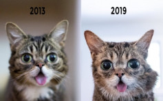 网红「吐舌猫」Lil Bub离世 为动物筹546万善款