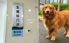 金毛犬扑41岁孕妇害试管3年胎流产  狗主被判赔9万元