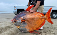 45公斤月鱼搁浅俄勒冈州 民众争睹全球唯一温血鱼