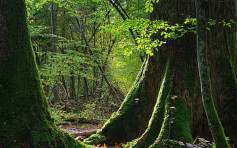 波兰砍伐世遗森林被裁违法