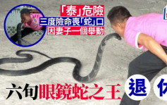 泰国六旬蛇王表演亲吻眼镜蛇28年  4度失手险死  因1理由喊退休