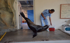 海洋公园「亲亲动物月」 可与海狮约会
