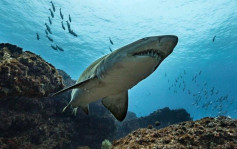 夏威夷男鲨鱼噬游泳汉 左小腿被撕咬丧命