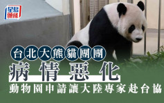 台北大熊貓團團病情惡化 動物園申請讓大陸專家赴台協助 
