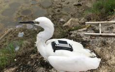 觀鳥會定位追蹤鷺鳥習性 證有小白鷺全年留港棲息