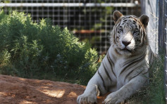 美国执法人员充公动物园68只巨兽 曾在Netflix《老虎王》上镜
