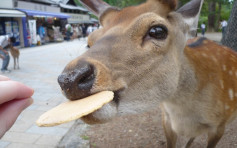 日本消費稅增至10％  奈良鹿餅28年來首度漲價 