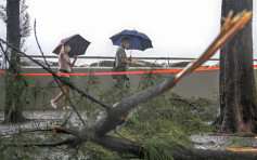 【海高斯遠離】當局接53宗塌樹及2宗水浸報告 2名傷者仍留醫