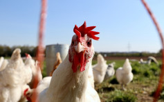 南非部分地区爆H5N1禽流感 禽类产品暂停进口