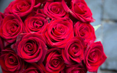 寒流影响 玫瑰花涨价30% 一枝卖10至13元