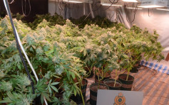 海关八乡村屋捣大麻种植场 检逾380株大麻拘一汉