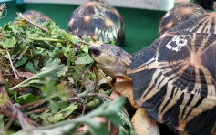 14只极度濒危物种辐射龟获救 送至德国柏林动物园参与保育计划