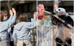 大熊猫「宝宝」启程回中国　动物园职员依依不舍