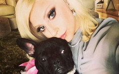 宠物保母遭枪伤两斗牛犬被抢走 Lady Gaga悬红50万美元寻犬