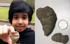 英6岁男童后园挖出4.88亿年前的「角珊瑚」化石