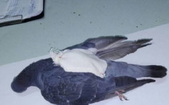 阿根廷监狱惊揭「飞鸽传毒」 警射飞鸟揭发