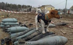 俄烏局勢｜烏克蘭軍犬神勇 首月已發現90枚地雷