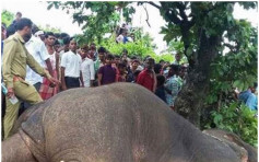 印度「流氓大象」夺15人性命 保育官员聘猎人将其枪杀