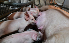 流浮山猪场验出非洲猪瘟病毒 渔护署扑杀逾5600只猪