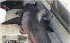 澳洲大白鲨跳上船　7旬老渔夫幸无大碍