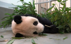 大陆赠台大熊猫团团病情恶化 园方：躺著吃东西