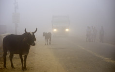 印度空气污染指数爆表达999 多宗车祸逾10死
