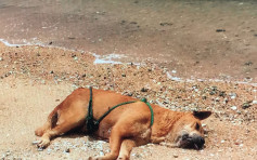 团体称唐狗被绑沙滩后溺毙　警列「残酷对待动物」跟进