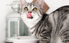 消委会：9成猫用湿粮矿物质含量未符国际指引 长期喂饲或致严重疾病