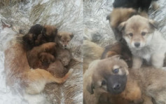 狗媽媽零下20度凍死仍保護幼犬 7隻狗寶寶伴屍不願離去